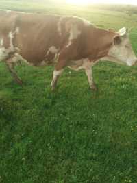 Vând trei vaci Baltata romaneasca