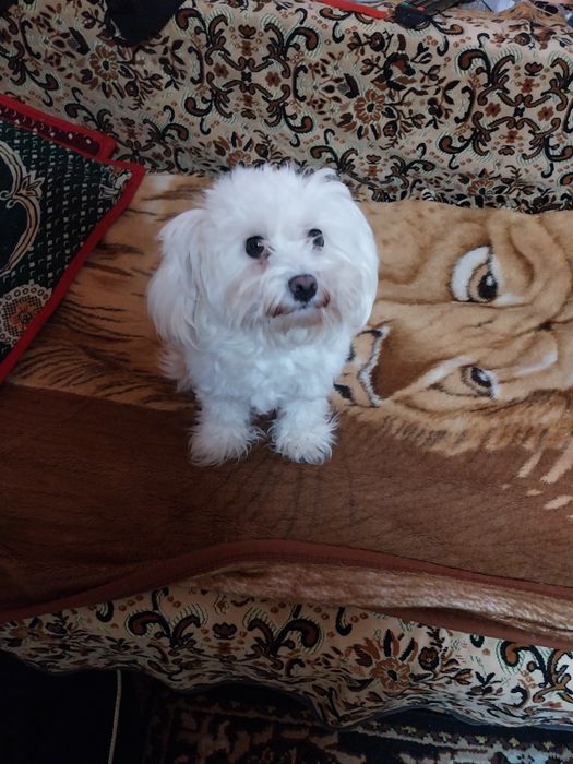 Vând   Bichon  Maltez Toy