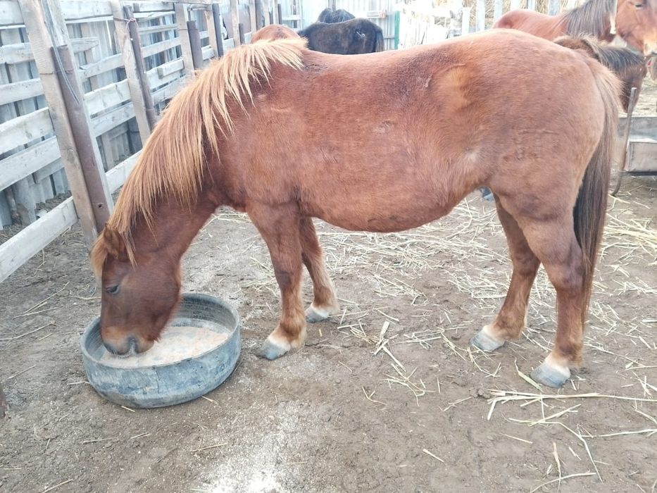 Бие жылқы сатылады