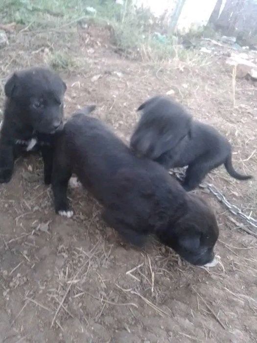 De vânzare 3 cățelușe micuțe și jucăușe 
Avem trei fetițe adorabile, s