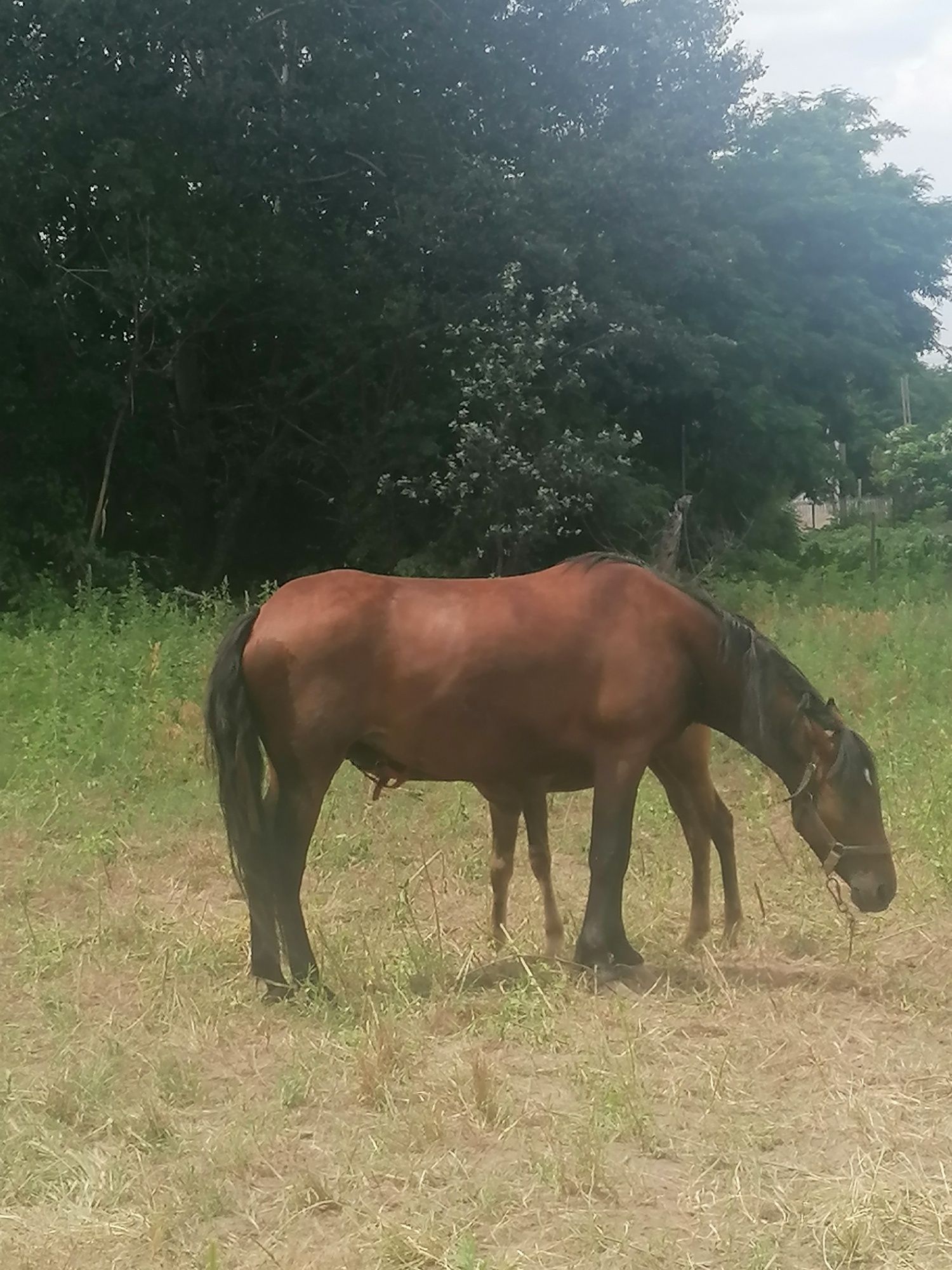 Vând Iapa de 4 ani cu manza de două luni