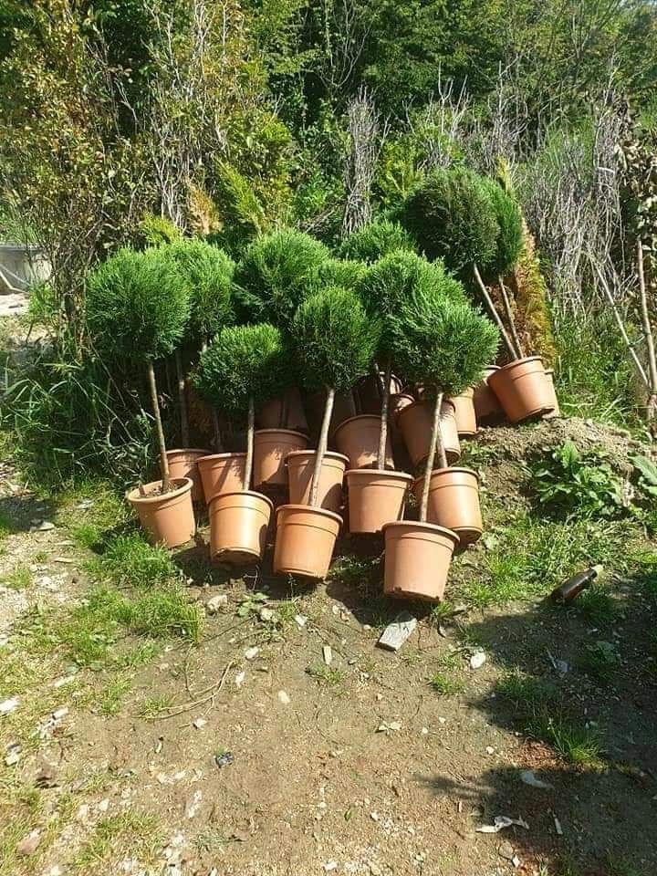 Plante ornamentale la prețuri acceptabile