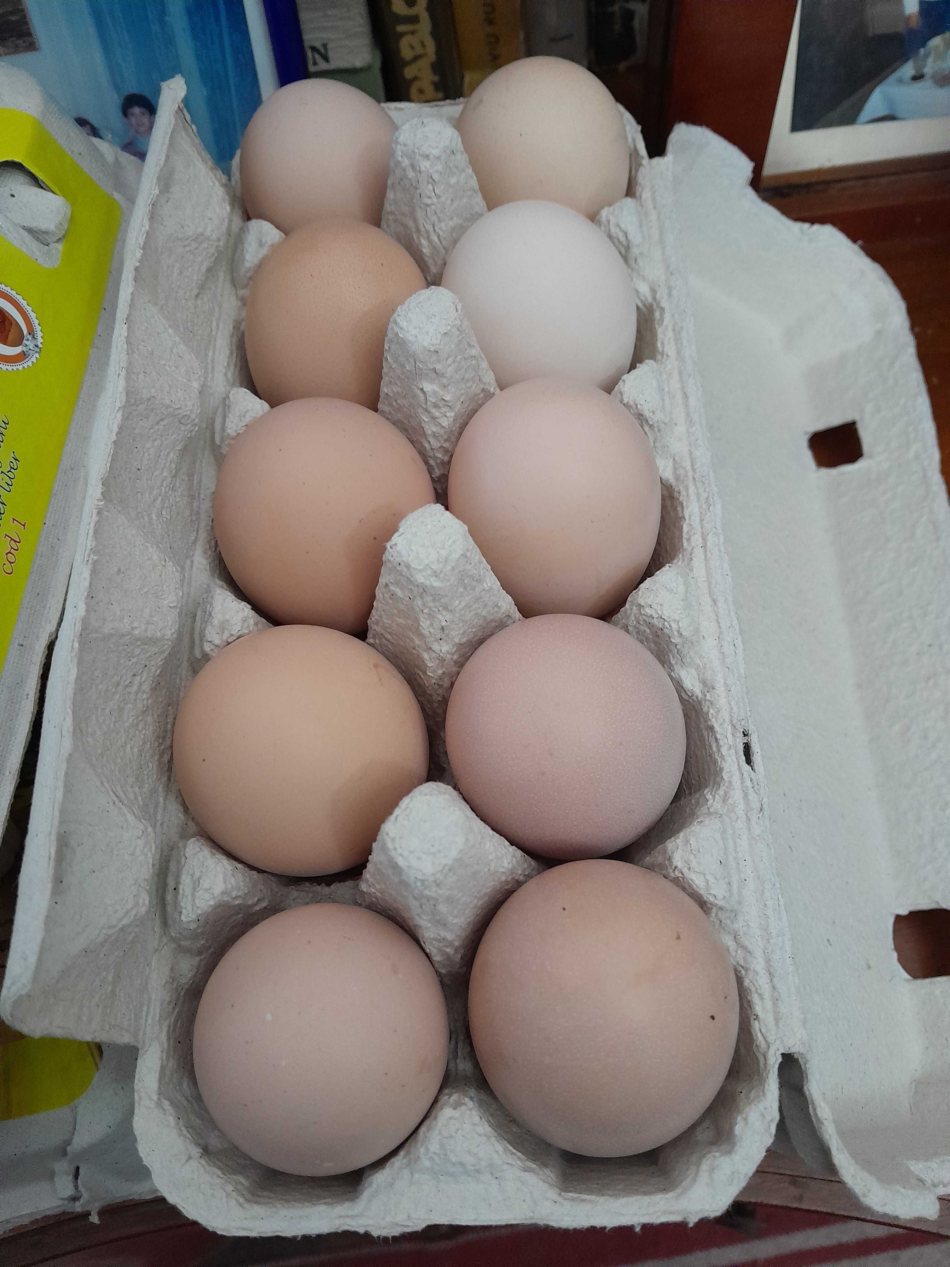 Vând ouă de găini pentru consum sau incubat