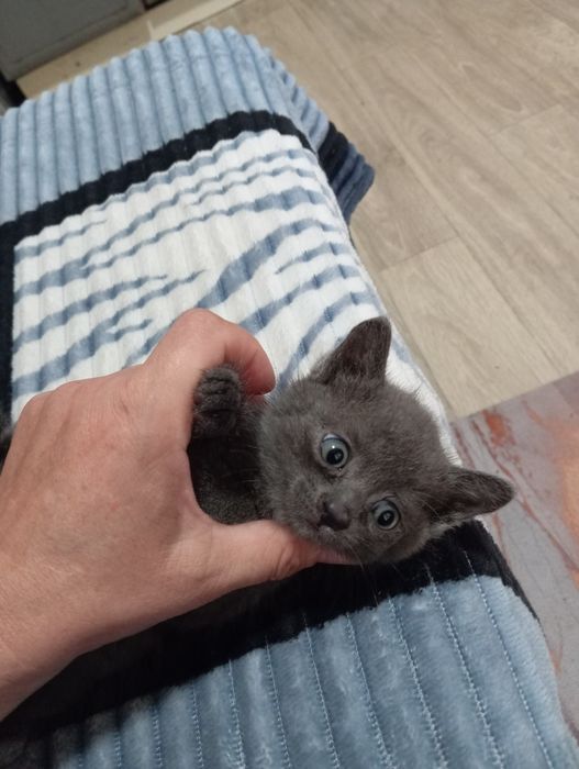 Красивые котята! Бесплатно!