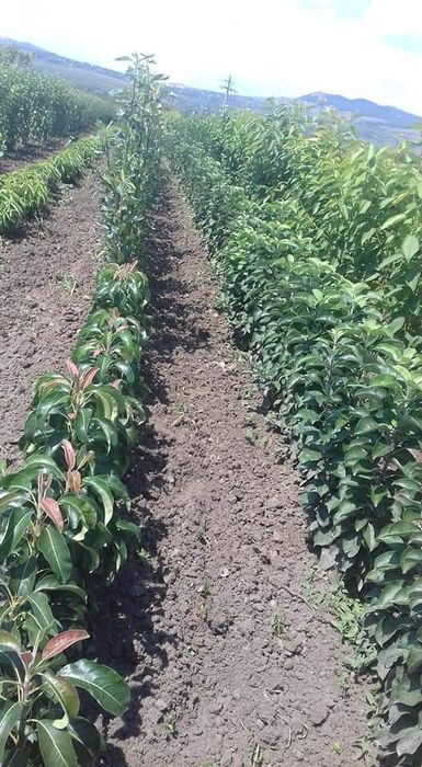 Pomi fructiferi COLUMNARI