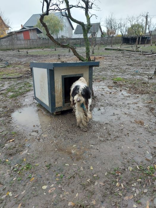 Ciobanesti mioritici,