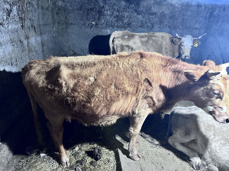 Бузаулы сиыр сатылады , 1 жарым жасар тайынша сатылады