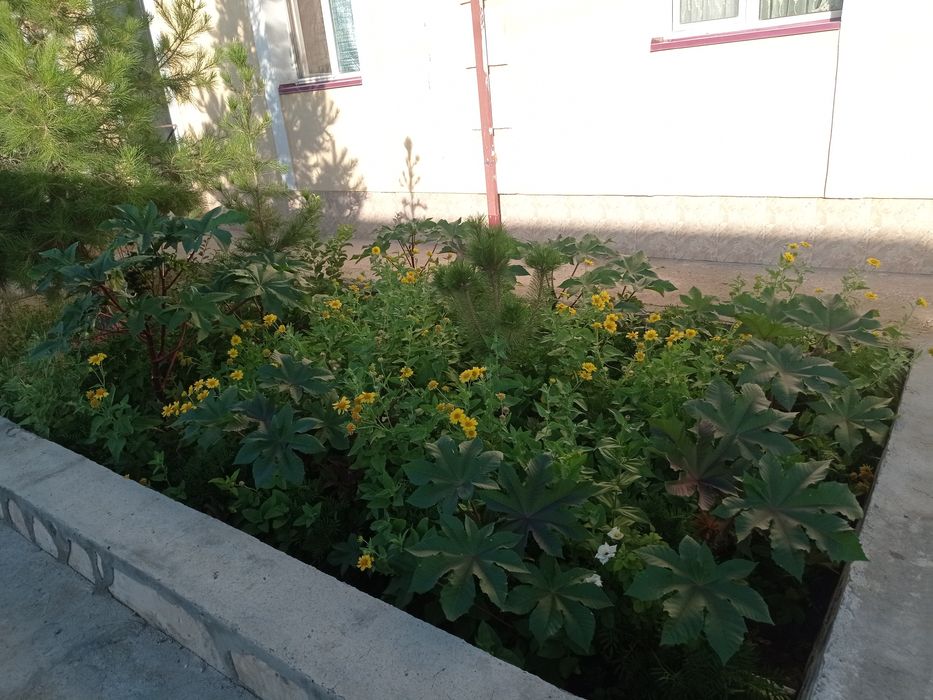 2 сотихли Каттедж сотилади...