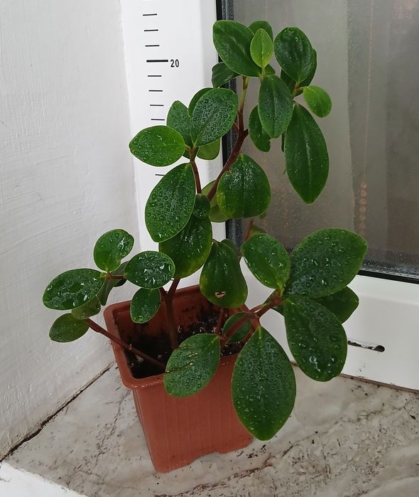 Сингониуми,Дяволски бръшлян, епипремнуми, монстера, пиперомия, мушкато