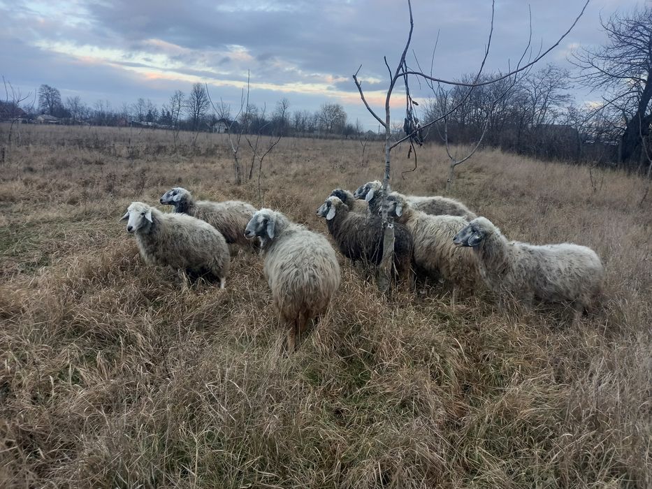7 Oi și un Berbec Brumarii