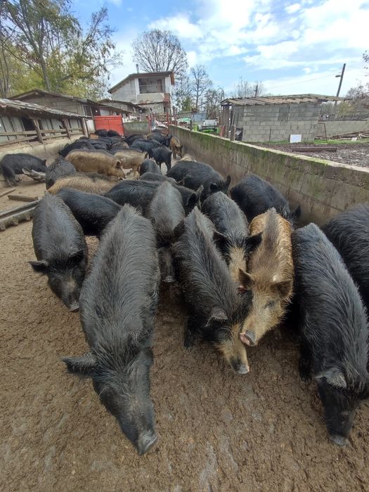 Прасета/прасенца всякакви килограми източнобалканска свиня