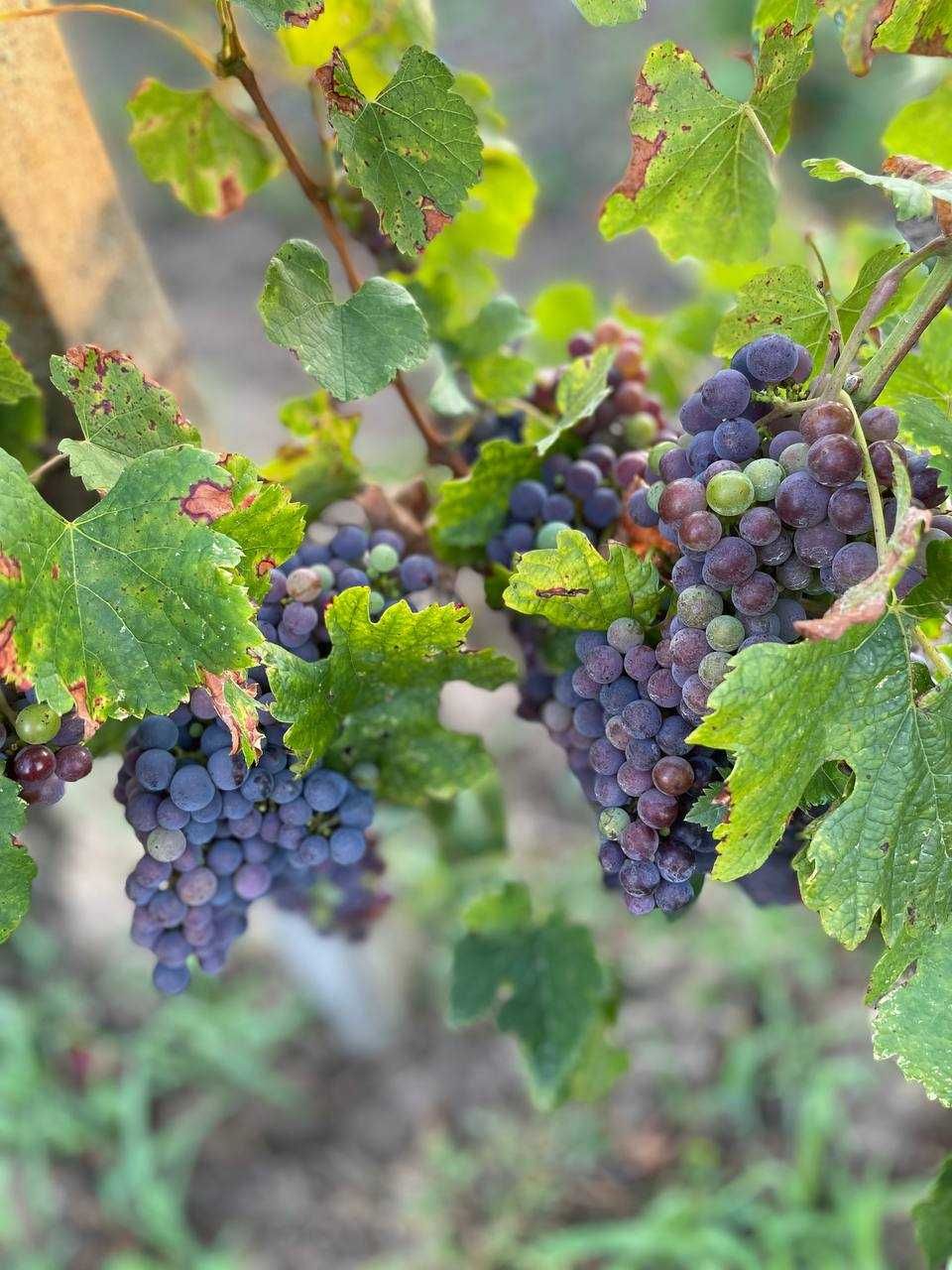 Vând struguri din Recaș, potriviți pentru vinificație și consum.