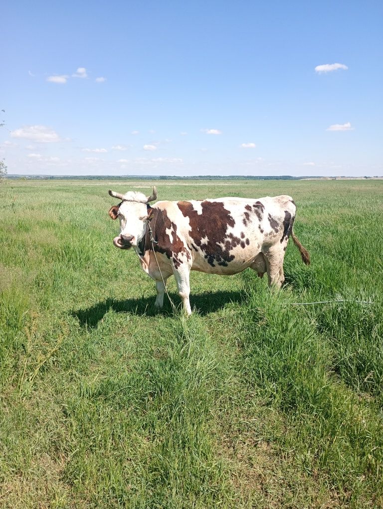 Vând vaci de lapte rasa Holstein