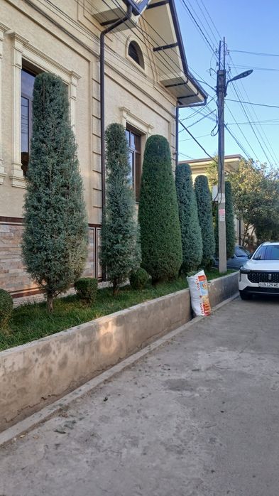 Archalarni kesamiz