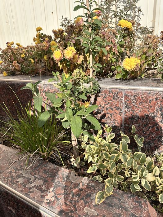 Будлея два куста.4х и 2х летки.