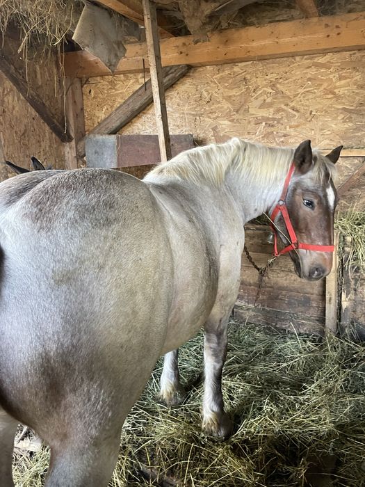 Vand Mânz de 7-8 luni