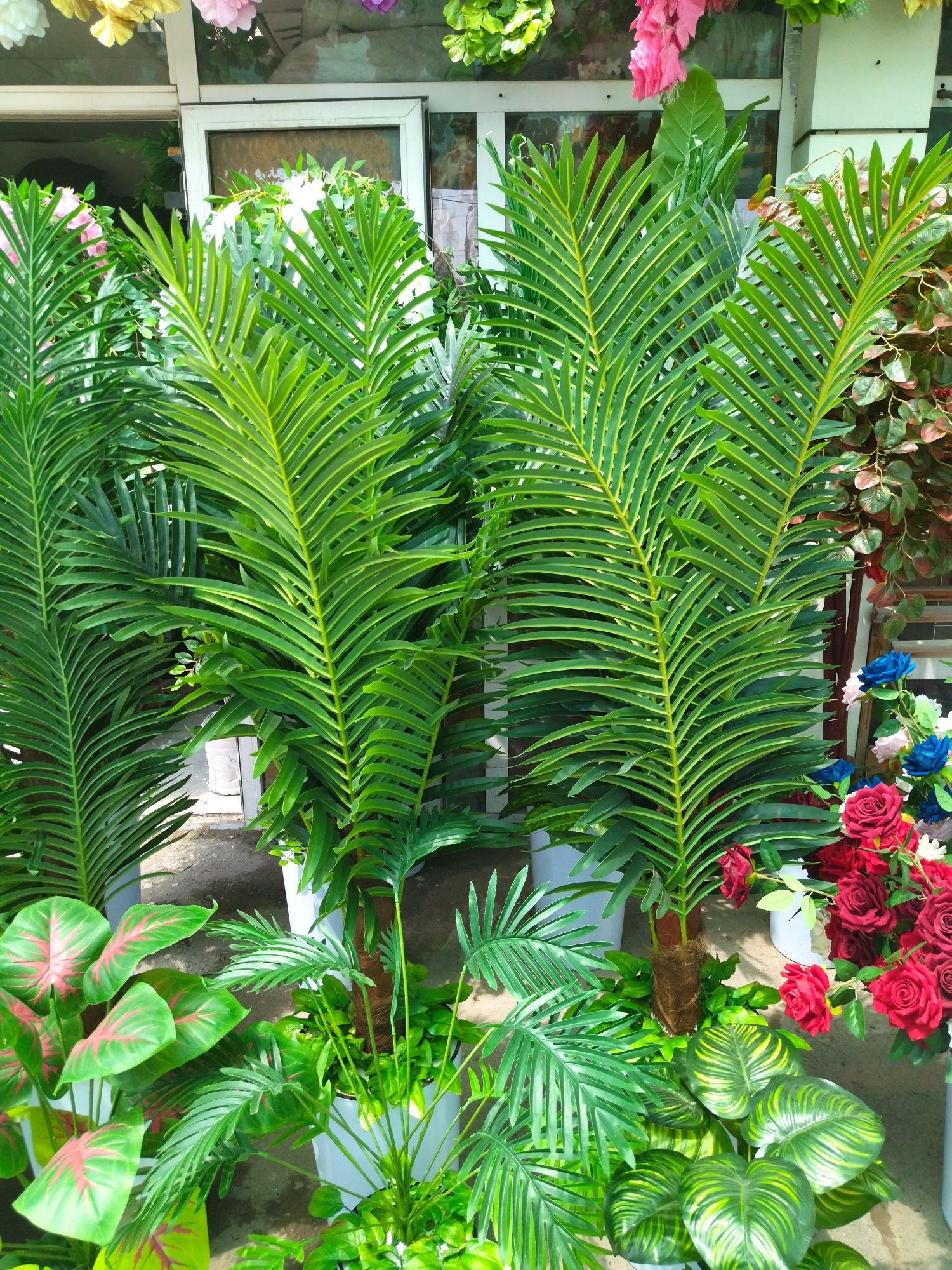 Sifati narxidan baland sunniy palma daraxtlari tayorlab beramiz.