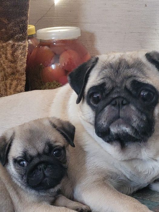 Готовятся к продаже