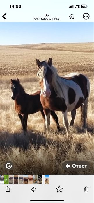 Құлынды бие сатылады