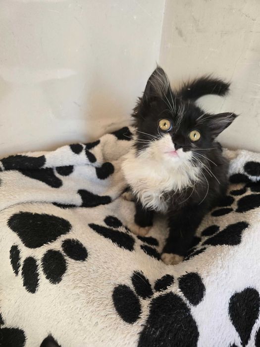 Срочно котятам нужен дом и любящая семья