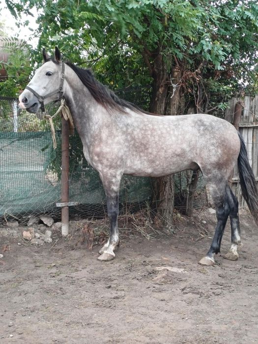 De vânzare cal castrat învârtă patru ani rasa lipițan