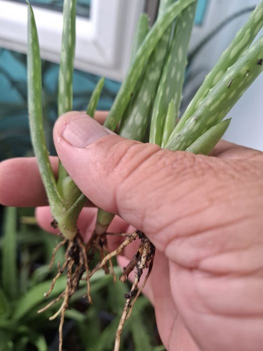 Puișori de  Aloe Vera
