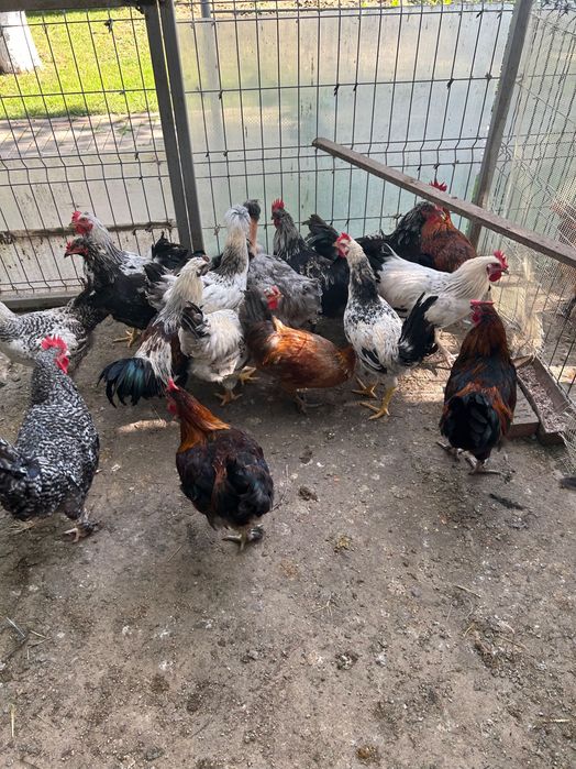 Cocoși de anul acesta de vanzare