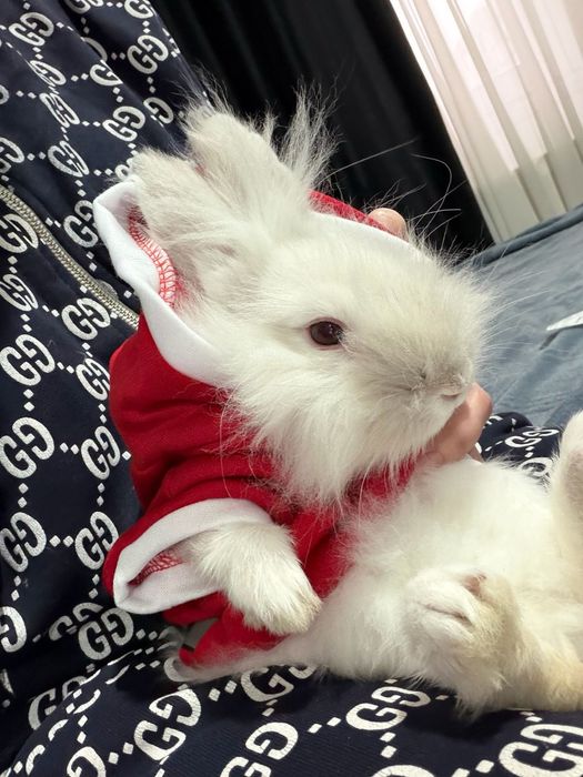 Cadoul perfect de Craciun  Iepure Pitic