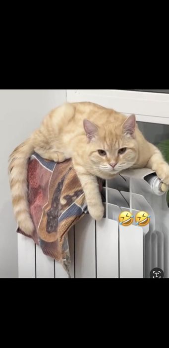 Кот, рыжий, красивый