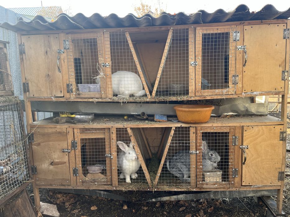 Клетки для кролов и цыплят
