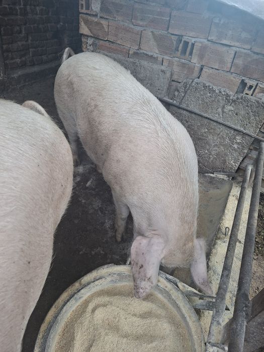 Угоено домашно прасе