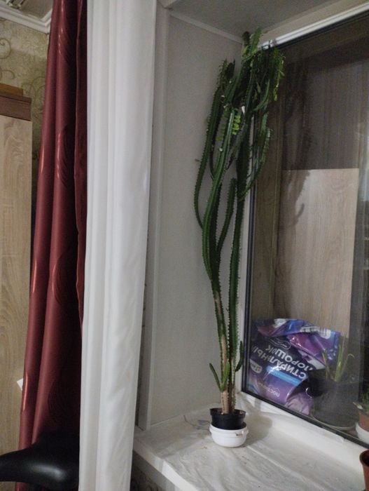 Комнатные растения