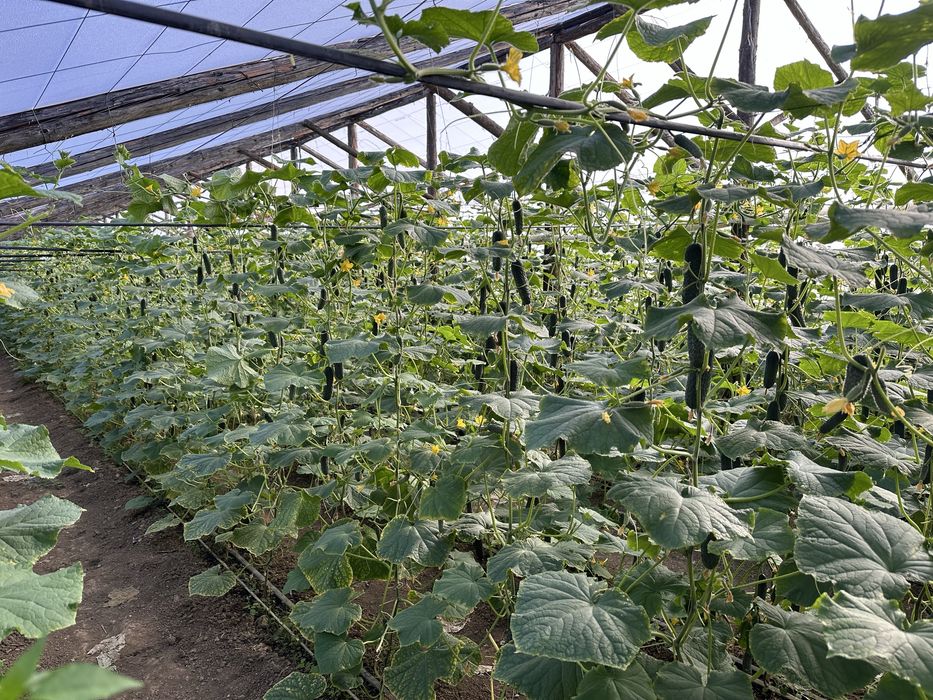 Muraturi La Saramura De La PRODUCATOR!