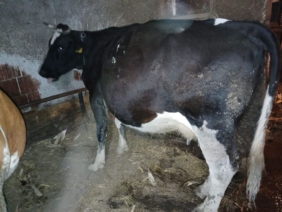 Vaci baltate gestante in 7 luni