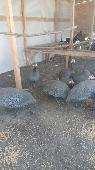 Bibilici de vânzare