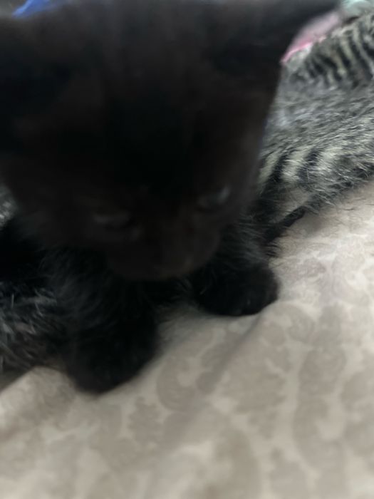 котята шотландцы прямоухие