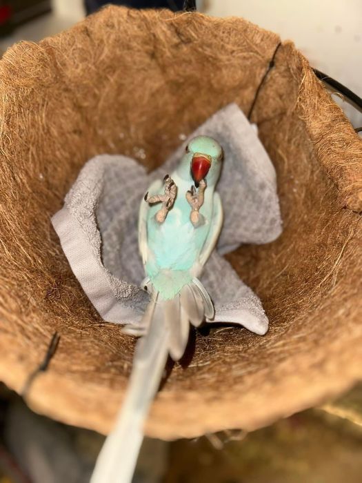 Papagali vorbitori pui blanzi micul alexandru alexander