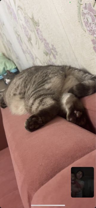 пристраивается кот 2 года