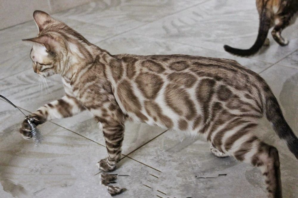 Бенгальская вязка