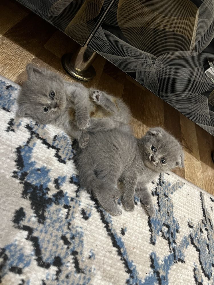 Скотш фолд Скотш страйд