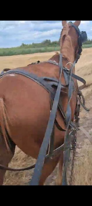 Vând  schimb mânză de doi ani jumate