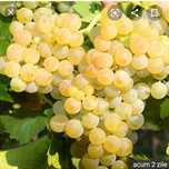 Struguri de vin producție 2025