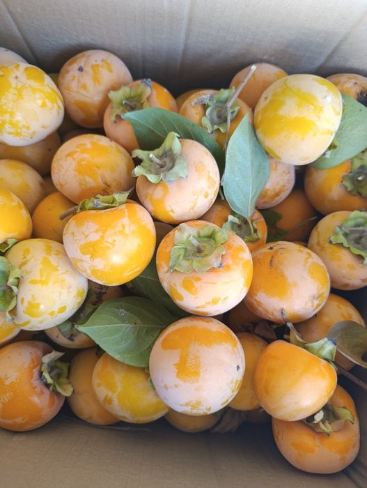 Хурма шоколадная