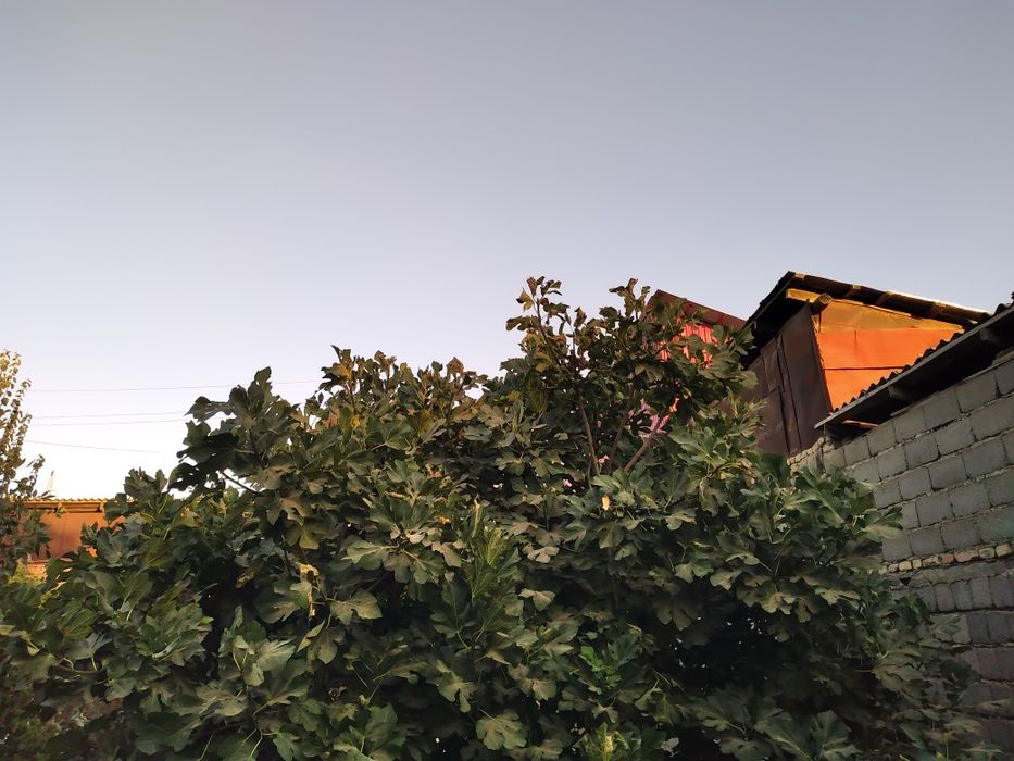 Ӯтин бепул берилади/ Драва бесплатно отдам