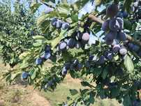 Prune de tuica palinca