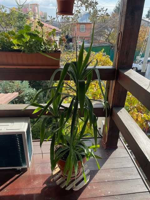 Plante naturale de interior (apartament/birou/hotel/scoala/gradinita)