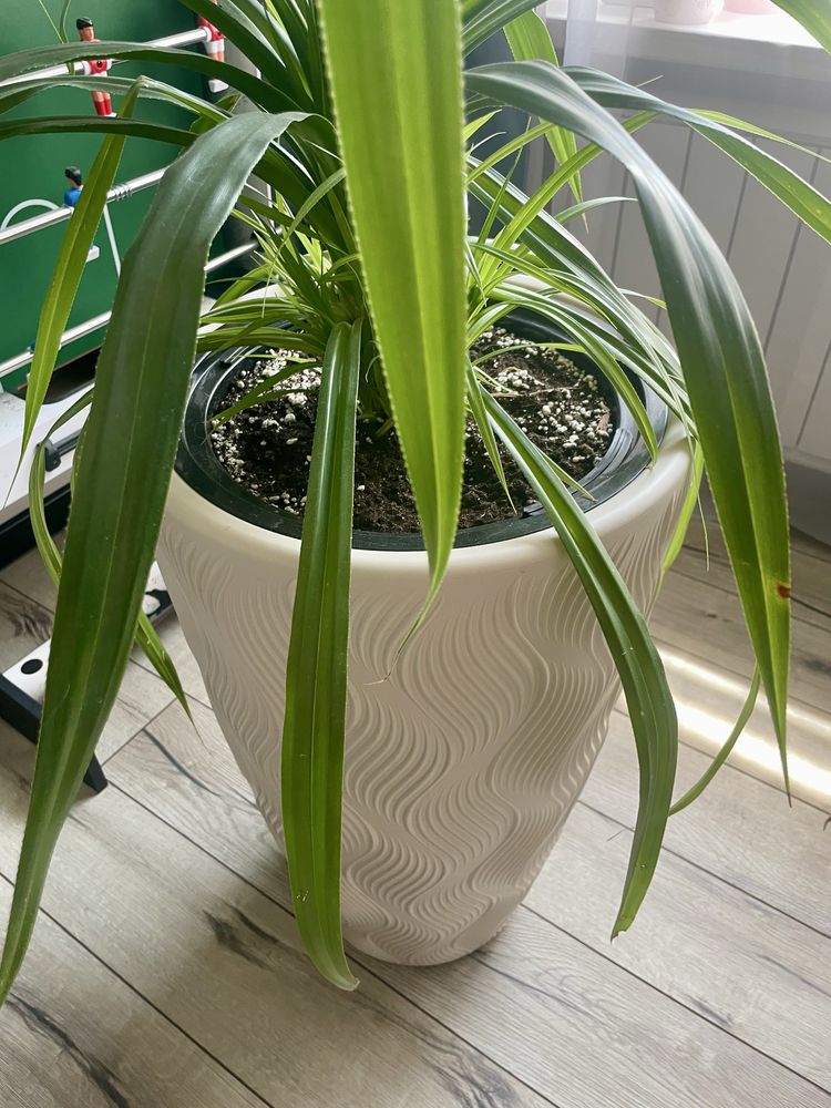 панданус (Pandanus)  Комнатное растение