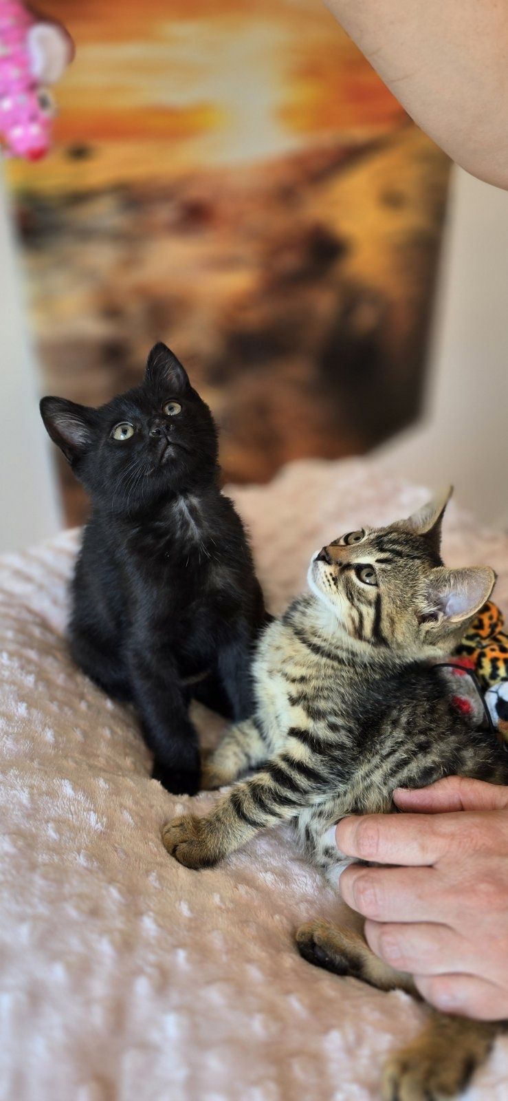 Кроткото котараче Боно на 2 м търси дом