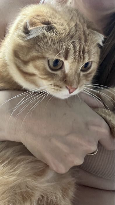 Вязка кот скотиш-фолд 5000