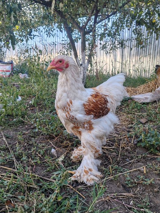 Păsări Brahma diferite culori